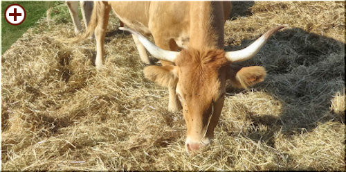 vaca