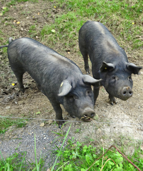 porc